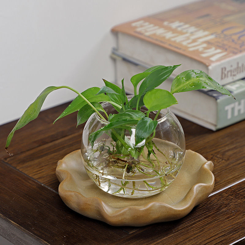 Brazilian Wood Hydroponic Plan - огляд і ціна Drip Tray Saucer