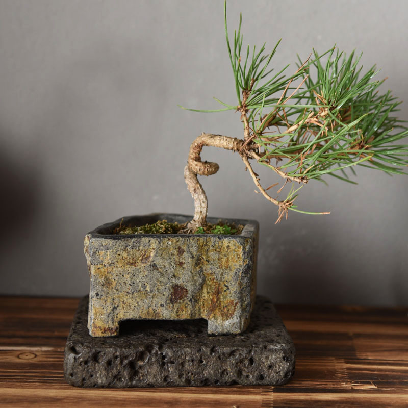 Basalt Natural Stone Flower Po - огляд і ціна Bonsai Garden Chinese Garden